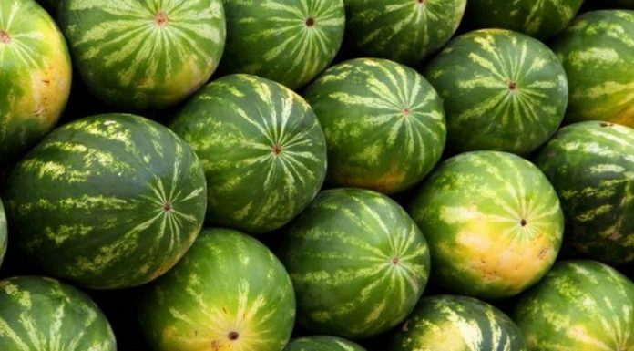 how to pick the perfect watermelon