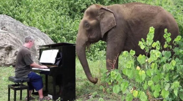 abused elephant piano