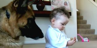 baby steals dogs treat