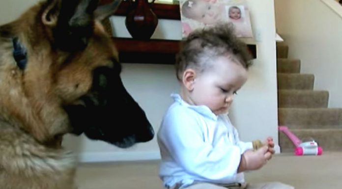 baby steals dogs treat