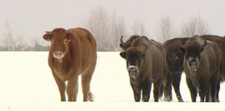 cow joins herd of wild bison