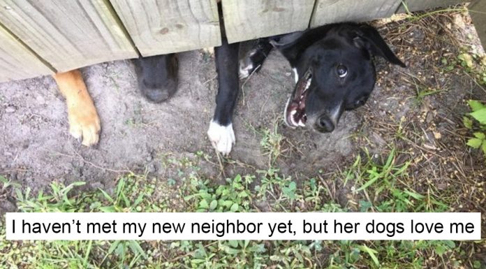 cutest dog posts