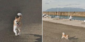 dog ruined google street view