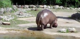 hippo epic fart