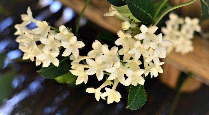 jasmine plant reduces anxiety panic attacks depression