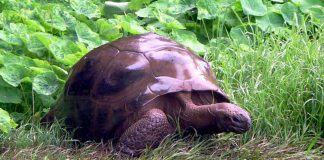 jonathan the tortoise