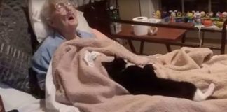 loyal cat dying grandmother