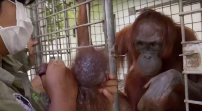 orangutan mom reunited baby