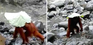orangutan uses leaf as umbrella