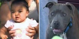 pit bull saves little girl
