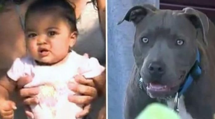 pit bull saves little girl