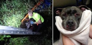 pit bull thrown into swamp