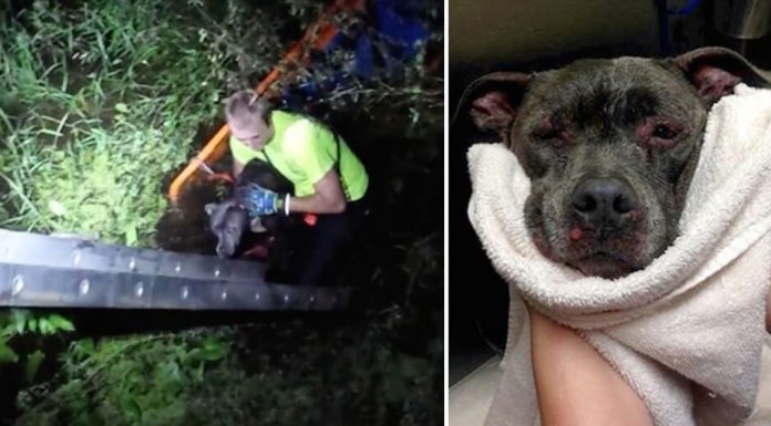 pit bull thrown into swamp
