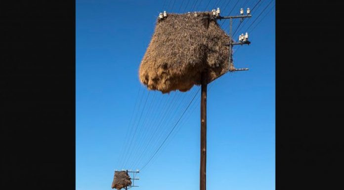 social weaver bird nest