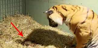 tiger gives birth to lifeless cub