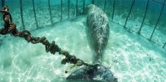 whales trapped underwater jails