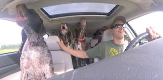 4 dogs going to park