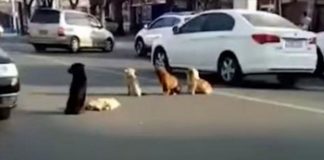 4 loyal dogs block road