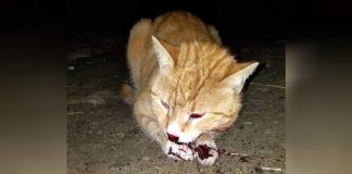 Oscar cat hit by car