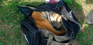 black duffel bag tiger cub