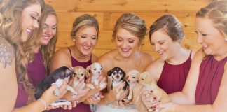 bridesmaids hold rescue puppies