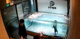 bulldog drowning pet shop pool