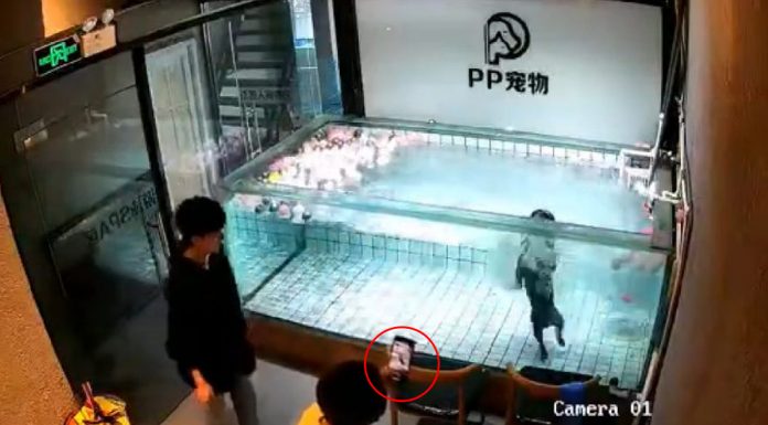 bulldog drowning pet shop pool