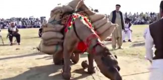 camels weight lifting contest