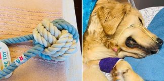 dog rope toys danger