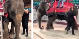 elephant forced to offer rides