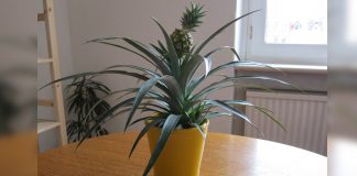 grow a pineapple at home