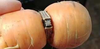 lost diamond ring carrot