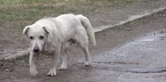 lost dog found heartbroken