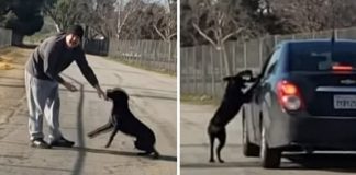 man abandon dog roadside