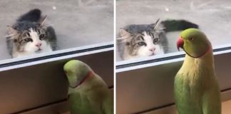parakeet peek a boo cat
