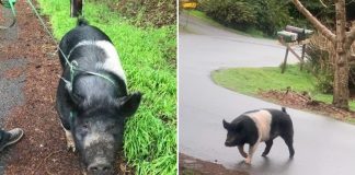pet pig slaughtered neighbor