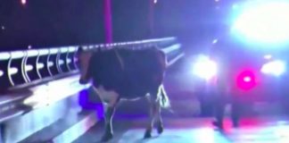 pregnant cow jumps out of truck