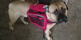 service dog chased away