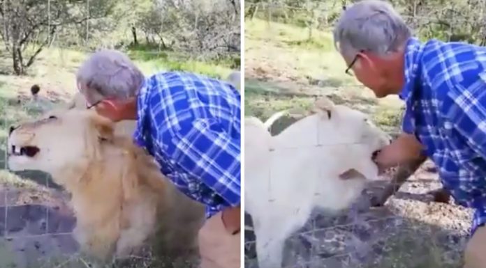 tourist bitten injured pet lion