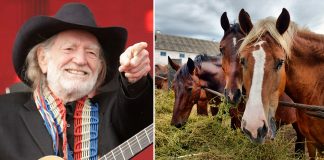 willie nelson rescued 70 horses