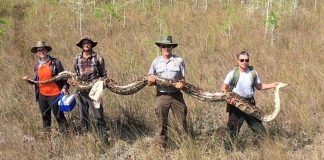 17-foot-long python captured