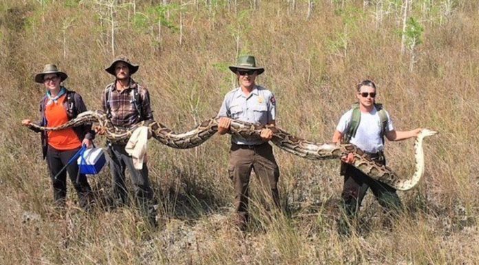 17-foot-long python captured