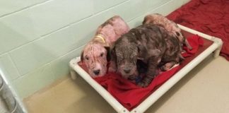 5 sick and bald puppies