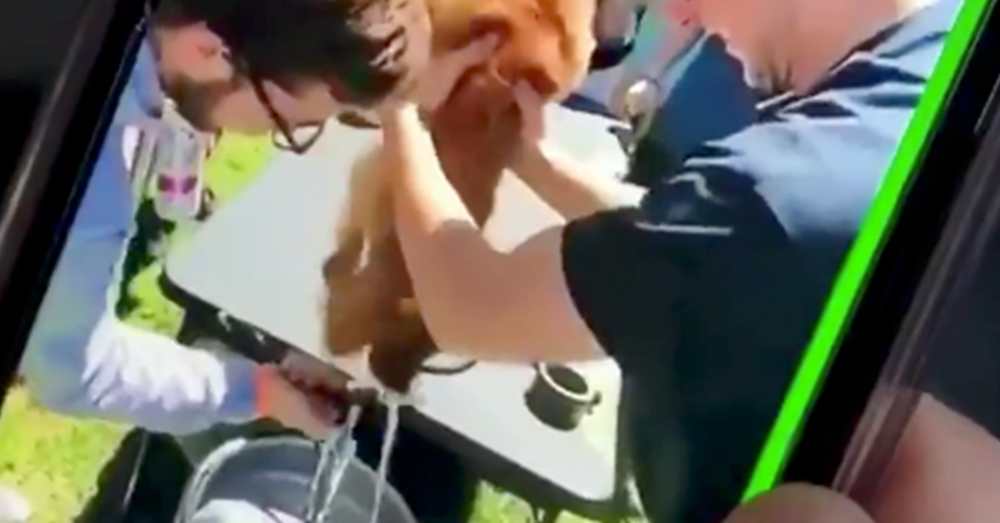 Puppy Forced To Drink Beer