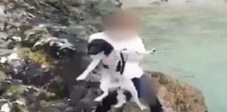 abuser threw dog off cliff