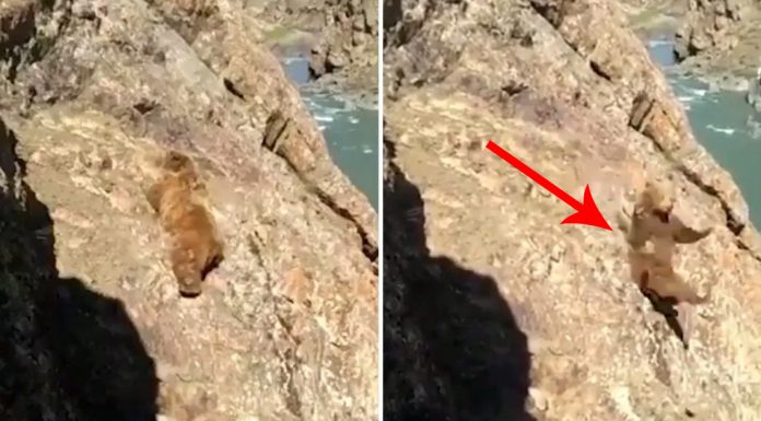 bear falling off cliff and dies