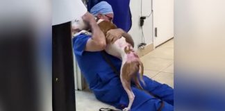 burned dog reunites with vet