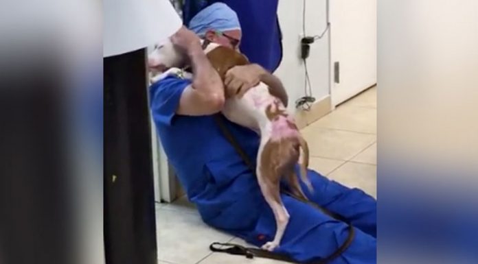 burned dog reunites with vet