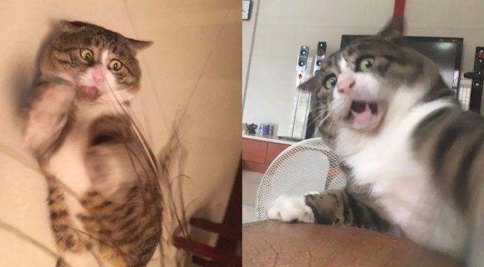 cat dramatic reactions