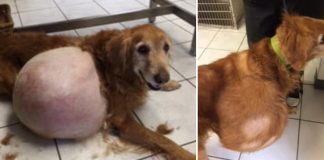 dog with 42-pound tumor
